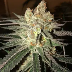 Citral Flo BX1 Cannabis Seeds by Ethos Genetics