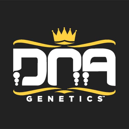 DNA Genetics - Multipacks cannabis seeds