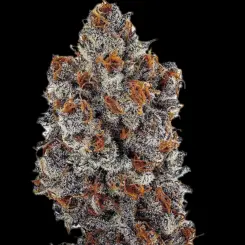 Banana Hammock Cannabis Seeds by Ethos Genetics