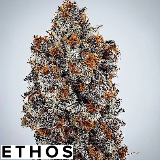 Banana Hammock rbx cannabis seeds by ethos genetics