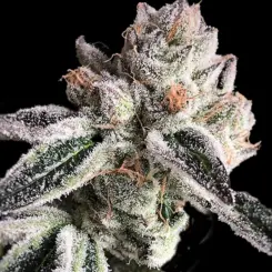 Crescendo RBX1 Cannabis Seeds by Ethos Genetics