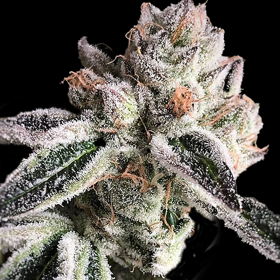 Crescendo RBX1 Cannabis Seeds by Ethos Genetics