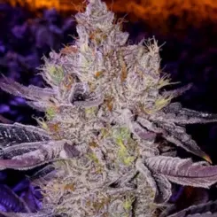 Ethos Apex F1 Cannabis Seeds by Ethos Genetics