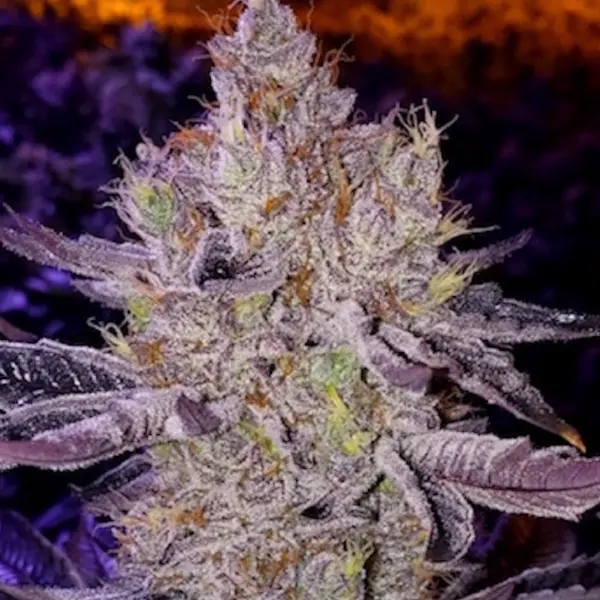 Ethos Apex F1 Cannabis Seeds by Ethos Genetics