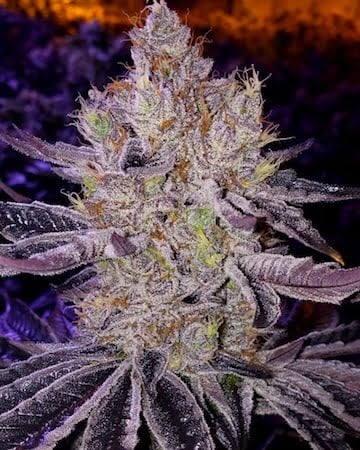 Ethos Genetics Ethos Apex F-1