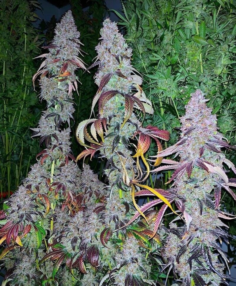 Close-up of three mature Headband Cookies Bx1 (R)[RETIRING SOON] cannabis plants with dense, frosty buds and multicolored leaves. The plants are surrounded by lush green foliage in the background.