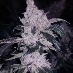 Headband Cookies BX1 Cannabis Seed by Ethos Genetics