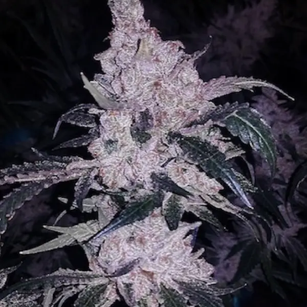 Headband Cookies BX1 Cannabis Seed by Ethos Genetics