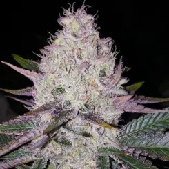 Lemon Berry Candy OG Cannabis Seeds by Ethos Genetics