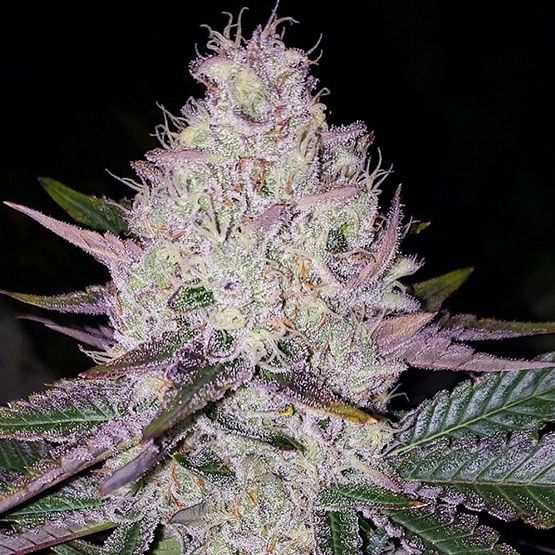 Lemon Berry Candy OG Cannabis Seeds by Ethos Genetics