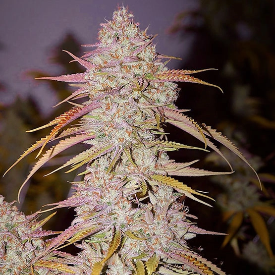 Lemon OG Haze F4 Cannabis Seeds by Ethos Genetics