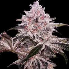 Ethos Apex Cannabis Seeds by Ethos Genetics