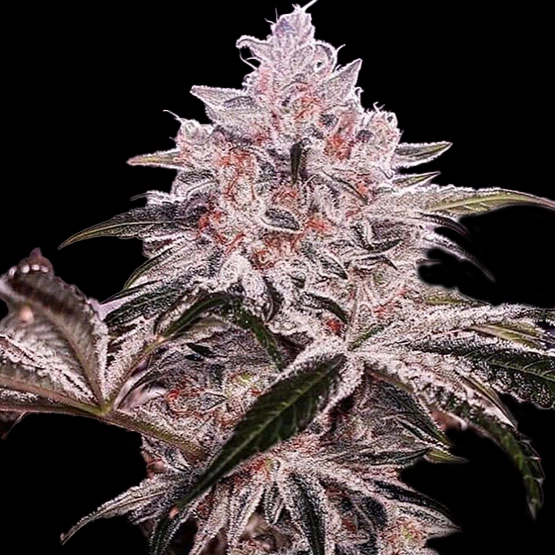 Ethos Apex Cannabis Seeds by Ethos Genetics