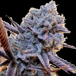 Lilac Diesel RBX2 Cannabis Seeds by Ethos Genetics