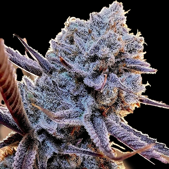 Lilac Diesel RBX2 Cannabis Seeds by Ethos Genetics