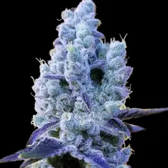 Mandarin Cookies V2 Cannabis Seeds by Ethos Genetics