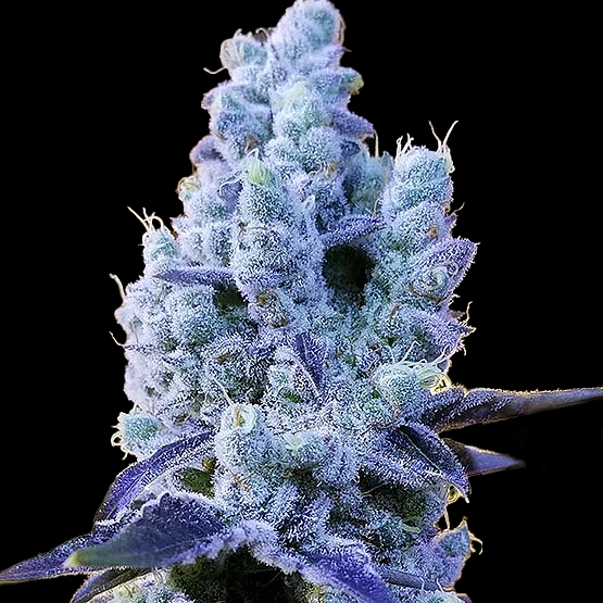 Mandarin Cookies V2 Cannabis Seeds by Ethos Genetics