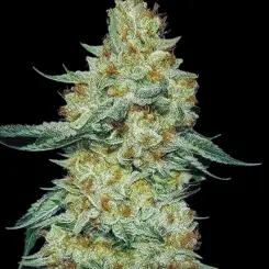 Member Berry RBX1 Cannabis Seeds by Ethos Genetics