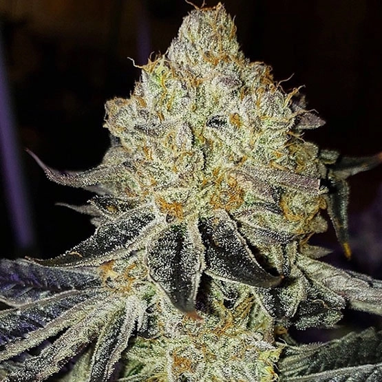 Orignal Mandarin Z F1 Cannabis Seeds by Ethos Genetics