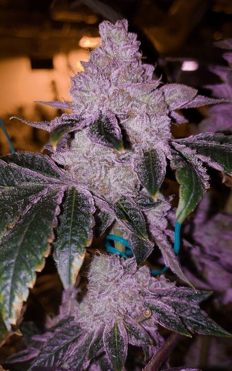Close-up view of a Purple Majik R1 (F) [RETIRING SOON] cannabis plant with dense buds and green leaves, displaying trichomes under indoor grow lights.