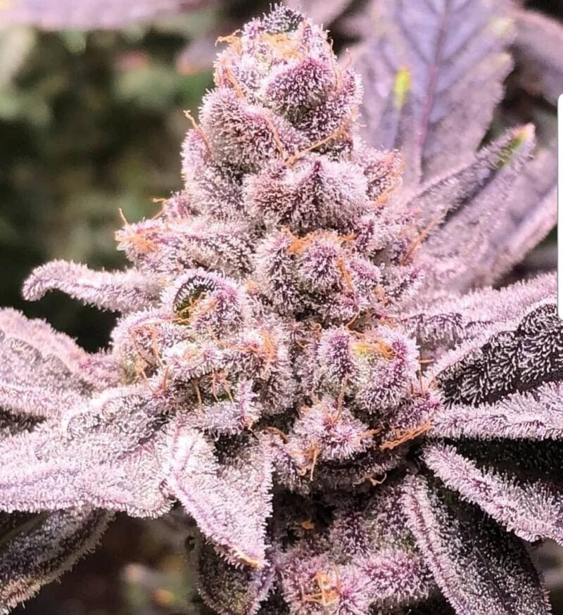 A close-up of a Purple Sunset R2Bx (F) cannabis bud with trichomes and sugar leaves clearly visible.