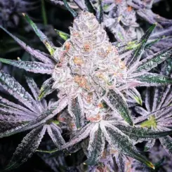 Purple Sunset RBX2 Cannabis Seeds by Ethos Genetics