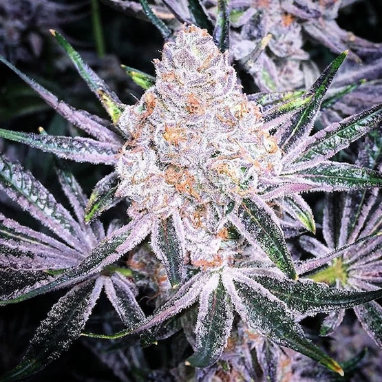 Purple Sunset RBX2 Cannabis Seeds by Ethos Genetics