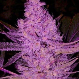 Ethos Genetics Purple Majik