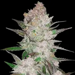 Cream Cookies Auto Cannabis Seeds by Fast Buds