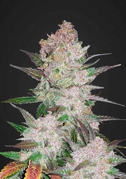 Cream Cookies Auto FastBuds
