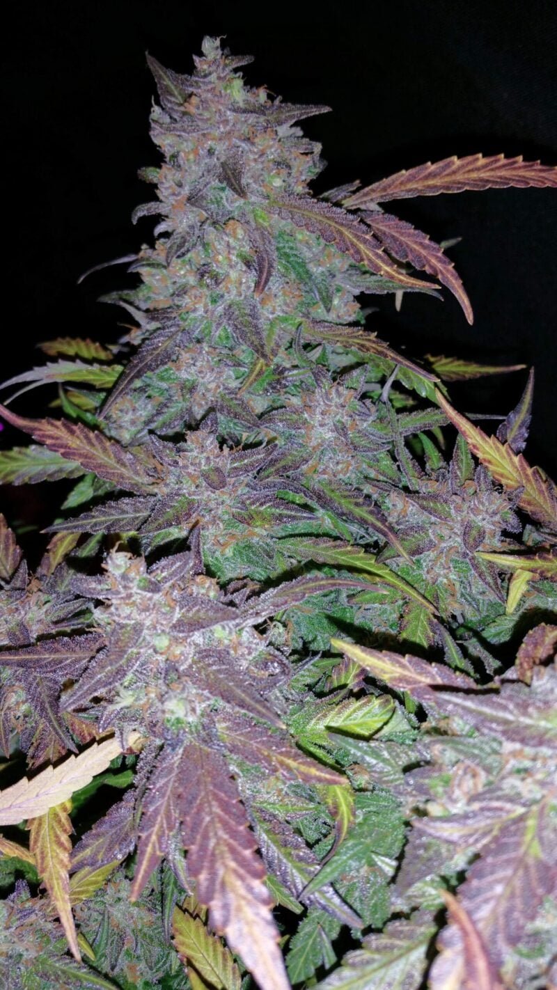 A close-up of a Fastberry Auto cannabis plant with purple-tinted leaves and dense buds against a dark background.