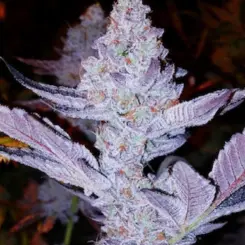 GMO Z F1 Cannabis Seeds by Ethos Genetics