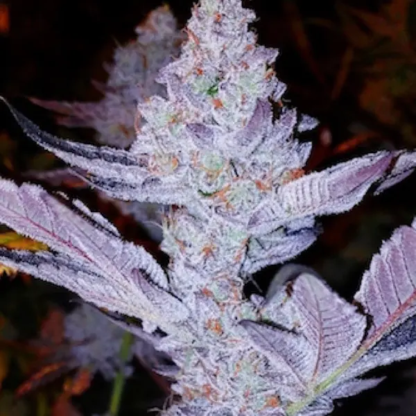 GMO Z F1 Cannabis Seeds by Ethos Genetics