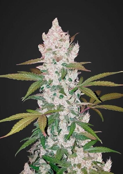Girl Scout COOKIES AUTO FASTBUDS