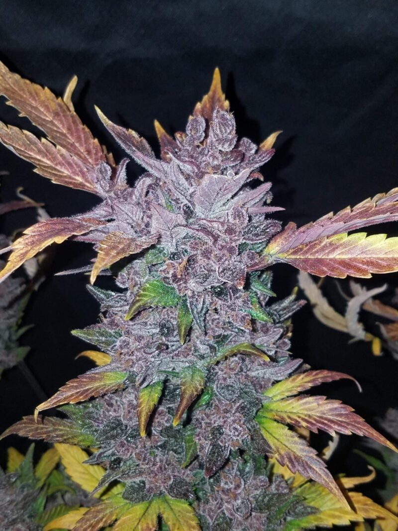 No change is needed in the sentence, as the correct product name "LSD-25 Auto" is already used. 

Original Sentence: Close-up of a flowering LSD-25 Auto cannabis plant with purple and green leaves and buds against a dark background.