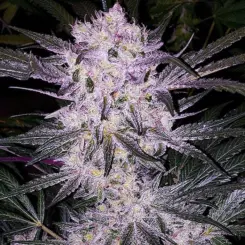 Lilac Cookies BX2 Cannabis Seeds by Ethos Genetics