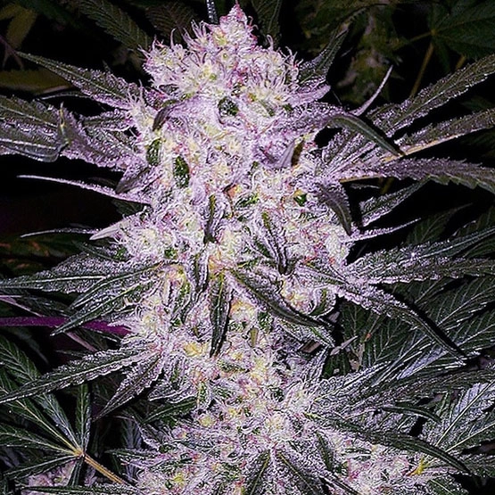 Lilac Cookies BX2 Cannabis Seeds by Ethos Genetics