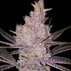 Orange Kush Cake R1 Cannabis Seeds by Ethos Genetics