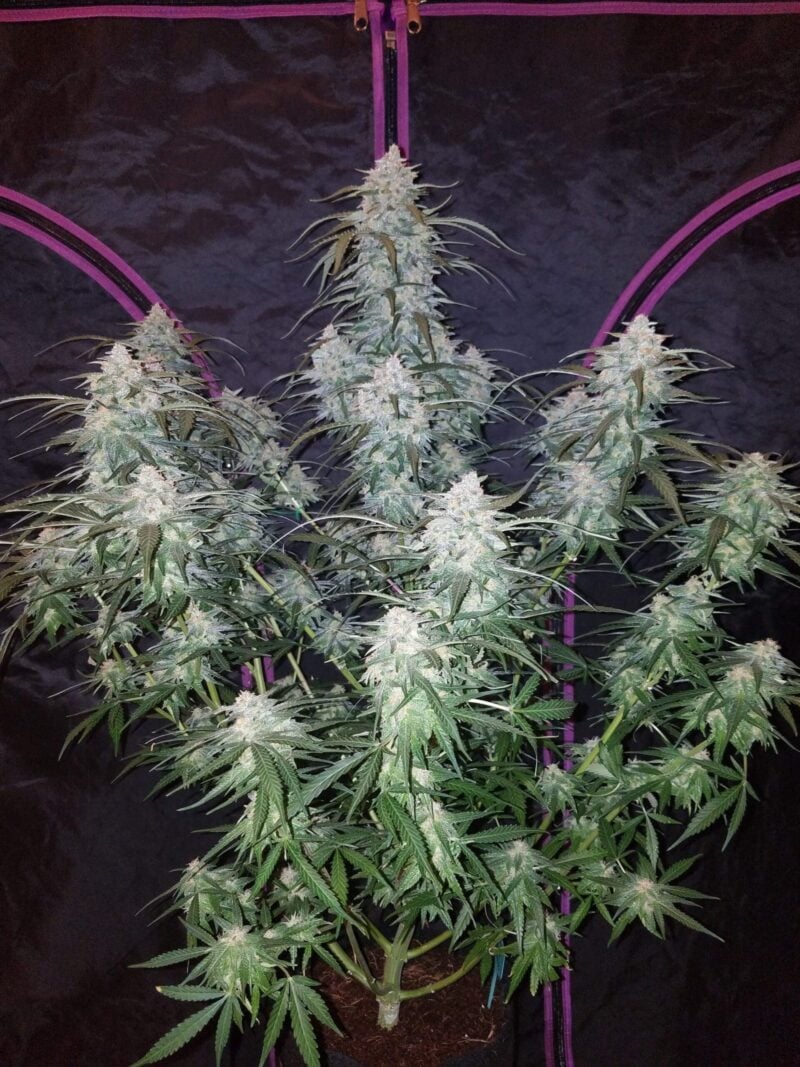 A mature Pineapple Express Auto cannabis plant with dense, frosty buds, growing indoors against a dark background with purple accents.