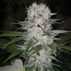 Skunk Hero RBX1 Cannabis Seeds by Ethos Genetics