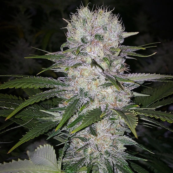 Skunk Hero RBX1 Cannabis Seeds by Ethos Genetics