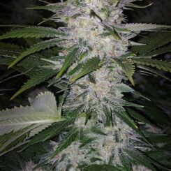 Ethos Genetics Skunk Hero