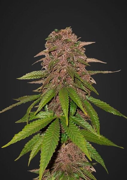 C4 Auto FastBuds