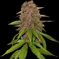 C4 Auto Cannabis Seeds by Fastbuds