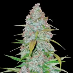 Californian Snow Auto Cannabis Seeds by Bulk White Label