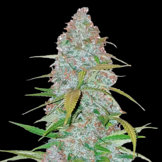 Californian Snow Auto Cannabis Seeds by Bulk White Label
