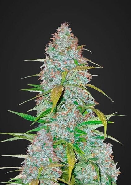Californian Snow Auto FastBuds