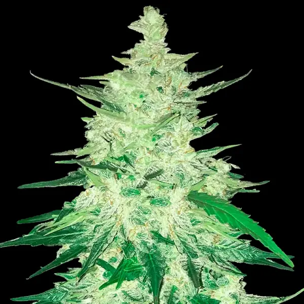 CBD 1:1 Crack Auto Cannabis Seeds by Bulk White Label