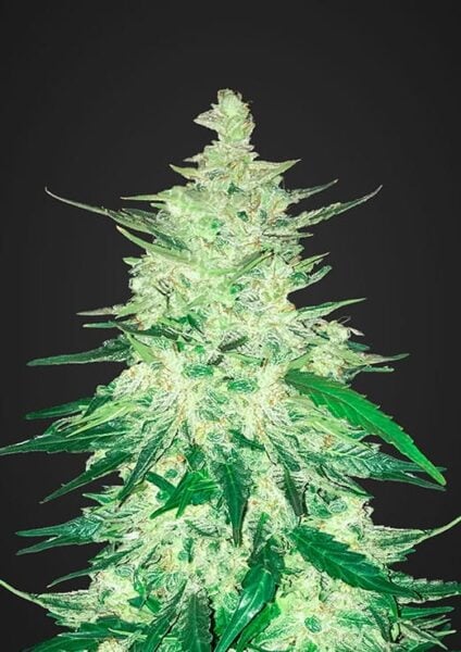 CBD 1:1 AUTO FASTBUDS