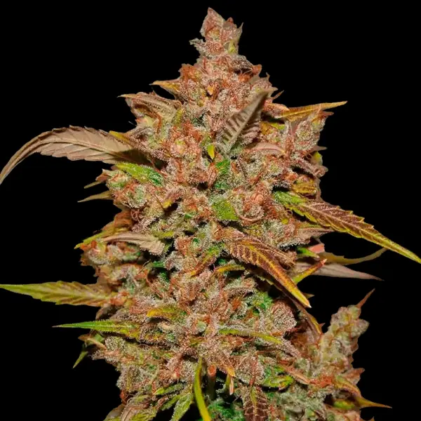 Crystal Meth Auto Cannabis Seeds by Fastbuds